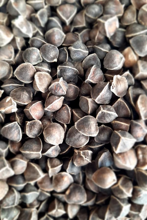 Moringa Seeds